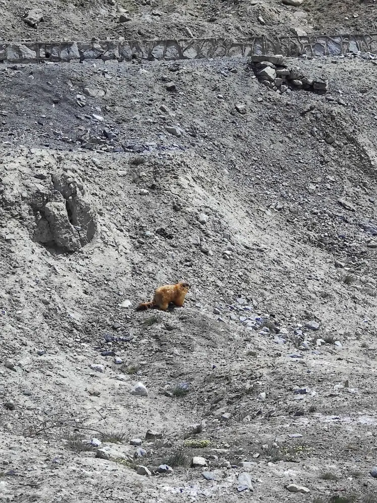 Watch wildlife from a distance — Offbeat Camper photograph